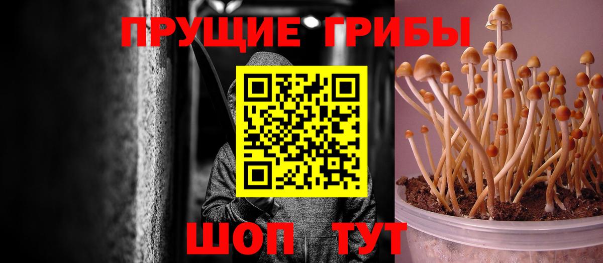Псилоцибиновые грибы Psilocybine cubensis  Вход с VPN  Видное 